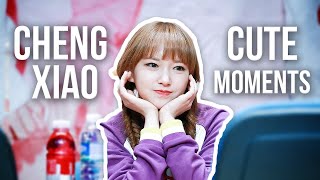 Cheng Xiao Cute Moments