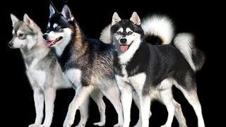 ALASKAN KLEE KAI Razas de perros