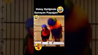 PAPAĞAN HALAY SHOW!! 🤩🦜😅😂🤣 #shorts #tiktok #keşfet