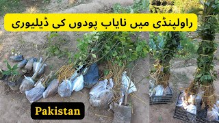 Unique Fruit Plants Deliver To Rawalpindi | Rare Garden