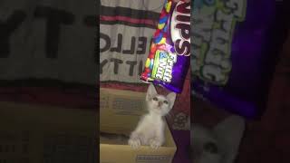 My naughty kitten tries to reach the nips #shortsviral  #asmrsounds  #satisfying #cats #petlover