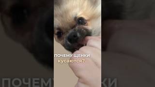 ПОЧЕМУ ЩЕНКИ КУСАЮТСЯ?#собака #husky