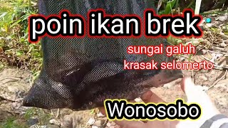 mancing ikan brek tehnik pelampung umpan cacing kermi