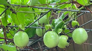 Purple Passion fruit plant with tons of Flowers and fruit@Myhomegarden-unlimited oden