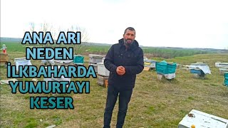 Arılar Neden İlkbaharda Ana Arıyı Keser | 2 Konu Detaylı Anlatım ne Fayda