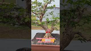 Bonsai Anting Putri milik Tian Lampung Timur NP 013