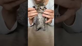 So Cute Cat