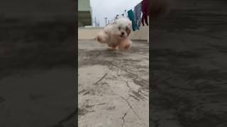 Daisy's Long Jump #dog #daisy #viral