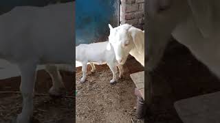 9627567854 ak male ak female sale ka liya hai.