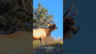 Bull Elk Bugling in Estes Park Colorado