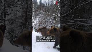 Ведмідь Балу з Хмельницького у «Синевирі» на Закарпатті