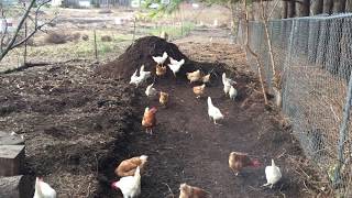 chicken compost