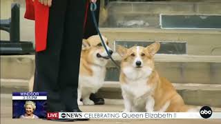 Queen Elizabeth II's Corgis Bid Farewell at Her Funeral