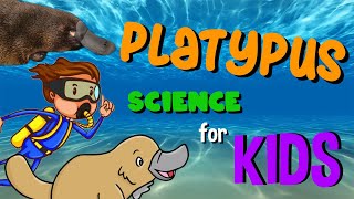 Platypus | Science for Kids