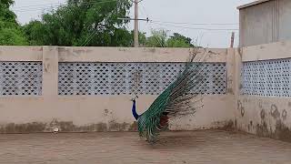 Peacock in happy mood