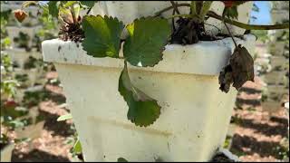 Vertical Gardening  -   Fruits and Vegetables