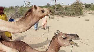 Camel meeting