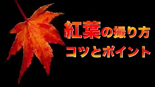 「紅葉撮影のコツとポイント」とは！「風景写真」/ミチフォト写真ライフ_Vol- 01