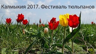 Фестиваль тюльпанов в Калмыкии 2017