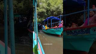 Pondicherry Mangrove forest 🤩#pondy#mangroveforest#travel#pondytouristplaces#pondicherrytour#shorts