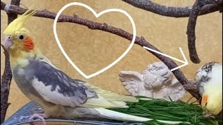 Cockatiels company male and female cockatiel mating sound. Male Cockatiel mating behavior #Корелла