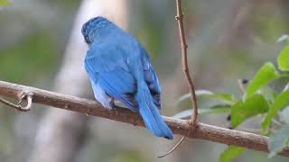 Verditer flycatcher