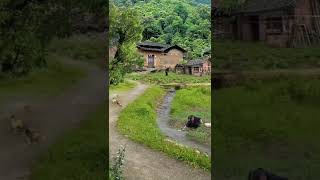 Nature view | Village life | Chinese old houses view| Nature 4k videos |short video