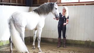 Discover the Mia Lykke Nielsen When Horses Choose Method: Trailer to the Horsetraining Video