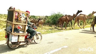 Nature shows in YouTube |many camels crossing road |