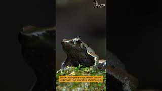 Meet the ‘endangered’ black-bellied dancing frog, endemic to the southern Western Ghats.