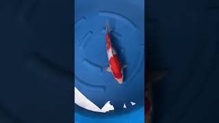 Ikan Koi Kohaku Merah Strong