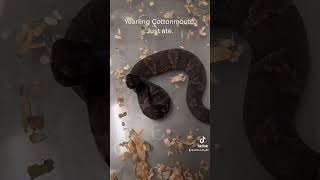 #shorts #cottonmouth Oklahoma captive Juvenile Cottonmouth