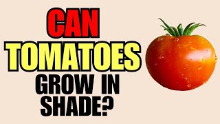 Can Tomatoes Grow In Shade?