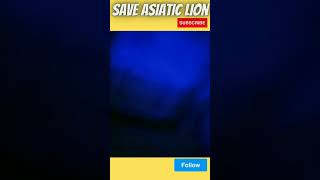 The King of Gir | Asiatic Lion | #shorts #savelion #saveasiaticlion  #હુંસિંહસાથેછુંહુંગીરસાથેછું