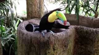 Toucan in Costa Rica