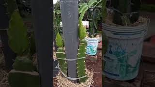 GRAFTING ASUNTA 5 DRAGON FRUIT PART 1 (2.5 MONTHS LATER)