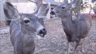 Feeding Deer / Ruidoso New Years Eve 2017