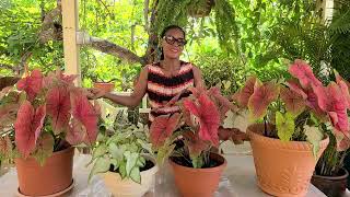 Beautiful Potted Caladiums Fast