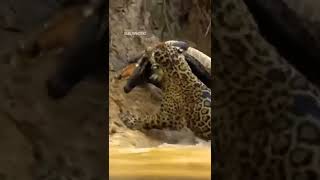 Jaguar 🐆 VS Crocodile 🐊 #vs #shorts  #attack #wildlife #jaguar #cheetah #lion #us #crocodile #cat