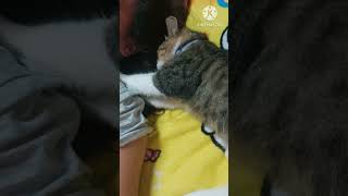 Pusa na magaling magmasahe#cats #catshorts #trending #viralvideo #shorts #catlover