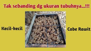 Panen madu klanceng Part 3 versi toping @maduqobessaa2442 #klanceng #stinglessbee