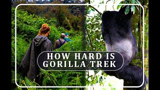 How difficult (hard) is gorilla trekking- Is gorilla trekking difficult (strenuous) in Rwanda #ads