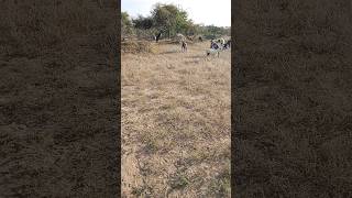 Hermosas cabras se alimentan en el bosque de Thar  🐐🐐🐐😍😍😍🌹