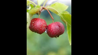 中国山楂树的嫁接 Grafting Chinese Red Sun Hawthorn on the English Hawthorn