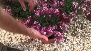 Gaura – A Magnificent And Compact Flowering Shrub