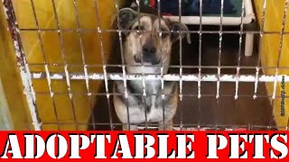 Lawton Animal Welfare's Weekly Adoptable PETS Video  (2and Edition) 20 March 2020