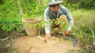 Easy Simple Unique Wild Chicken Trap Using Wood