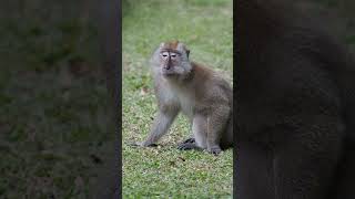 #wildlife  #series  74 #monkey  #screaming  then barking like a dog