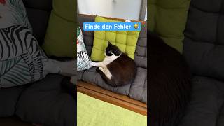 Manic Monday 😹lustige Katzenvideos 😻 #shorts #cats