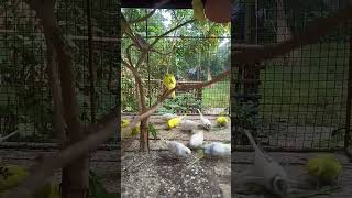 Budgies enjoy food #rbnbirds #birds #pets #budgies #lovebirds #parrot....